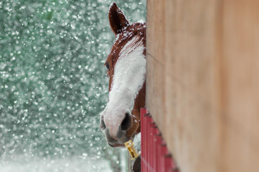 Hitching Post Resort Kelowna Extérieur photo